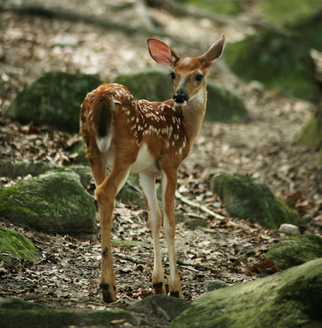 Whitetail Doe