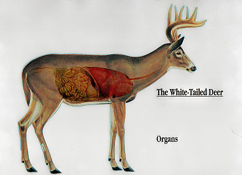 whitetail deer anatomy