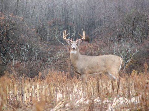 whitetail bucks