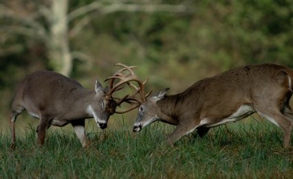Whitetail Deer Bucks Fighting 2