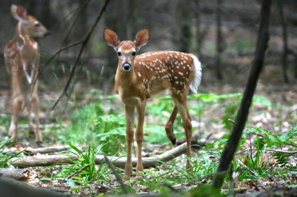 whitetail deer