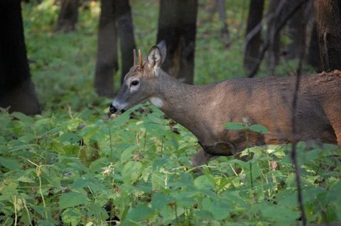 Whitetail Spike Buck