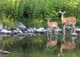 white tail deer at the stream
