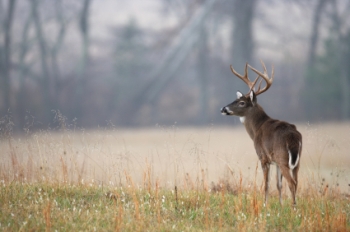 Trophy Whitetail Buck