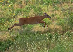 whitetail deer