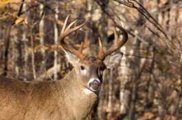 Deer Aging Tool