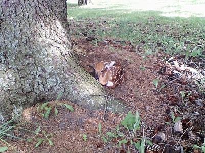 trophy whitetail deer buck