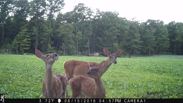 Whitetail Deer Fawns, Whitetail Deer Doe