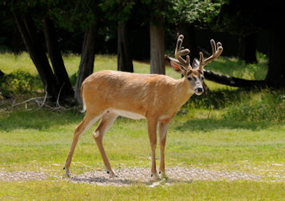 Whitetail Buck in Summer