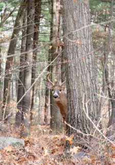 Whitetail Bucks