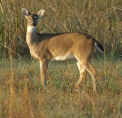 Whitetail Deer Doe