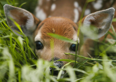 whitetail deer fawn