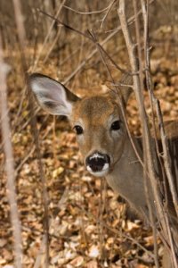 Whitetail Deer Fawn