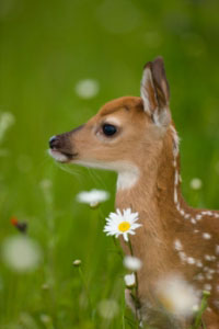 Whitetail Deer Fawn