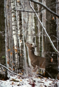 Whitetail Deer Food