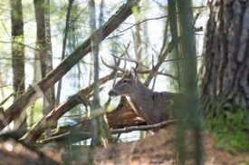 Whitetail Deer Hunting Tips