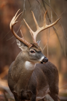 world record whitetail buck